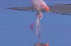 Flamingos na Laguna Chaxa, no deserto do Atacama - Chile